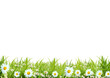 Grass with white camomiles on a white background Grass with white camomiles on a white background
