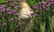 white fluffy cat