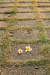 Flower on path Flower on path