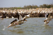 Pelicans in the Djoudj National park Pelicans in the Djoudj National park