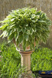 Funkie; Hosta; Blumenkuebel Funkie; Hosta; Blumenkuebel