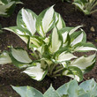 Funkie, Hosta, Patriot, Funkie, Hosta, Patriot,