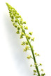 Reseda luteola