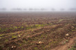Niebla en los campos de Carabaña