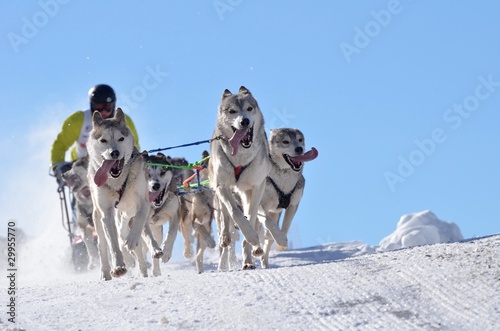 Photo: sleddog race sleddog race