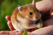 Hamster