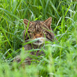 Scottish Wildcat in long grass