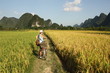 Girl Cycling in China country , rice fields of Yangshou Girl Cycling in China country , rice fields of Yangshou