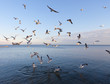 sea gulls
