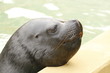 Seelöwe in Nahaufnahme