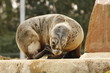 Seelöwe in Nahaufnahme