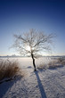 Baum im Gegenlicht 4