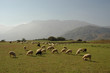 Schafherde auf Kreta