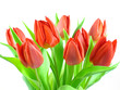 Tulpen