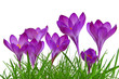 frühling