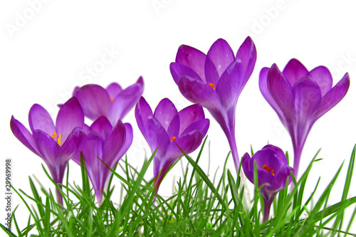 Foto: frühling frühling