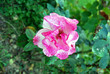 Beautiful pink rose in a garden