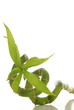 Bamboo Bamboo