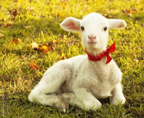 Photo: Beautiful lamb Beautiful lamb