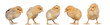 Group of yellow chickens Group of yellow chickens