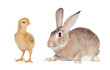 Two different farm«s animals