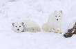 Arctic Fox