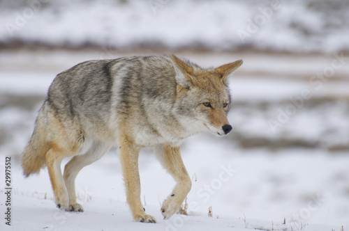 Photo: Coyote Coyote
