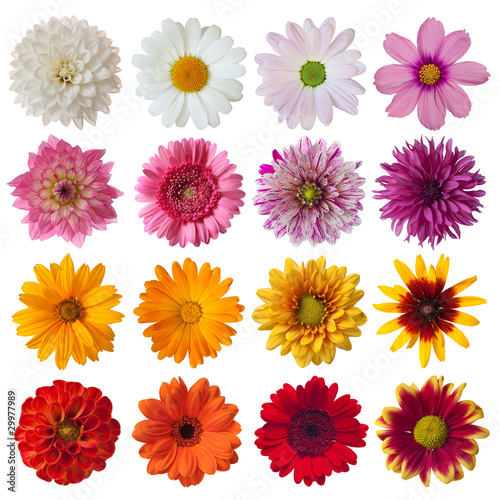 Foto: Collection of daisies Collection of daisies