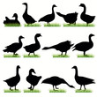 Goose set