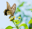 Photo: Colorful swallowtail butterfly flying and feeding on flowers Colorful swallowtail butterfly flying and feeding on flowers