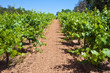 California Vineyard California Vineyard