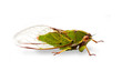 Cicada