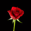 red rose on black