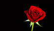 red rose on black background