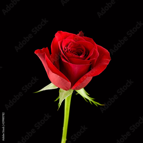 Photo: red rose on black red rose on black