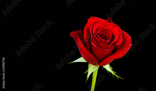 Photo: red rose on black background red rose on black background