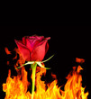 Burning red rose