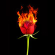 Rose on fire