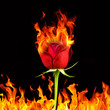 Burning rose