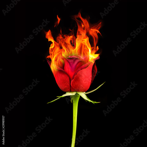 Photo: Rose on fire Rose on fire