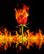 Red rose and fire