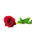 Red rose on white