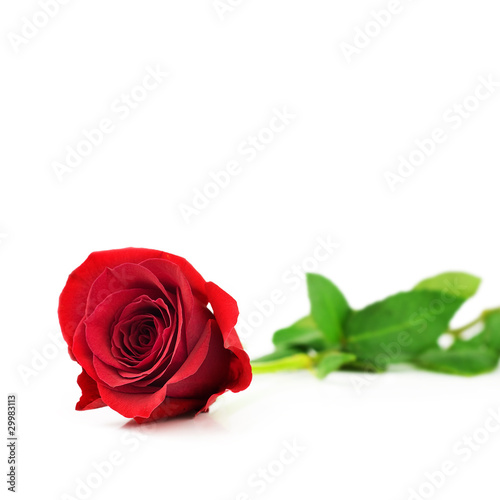 Photo: Red rose on white Red rose on white