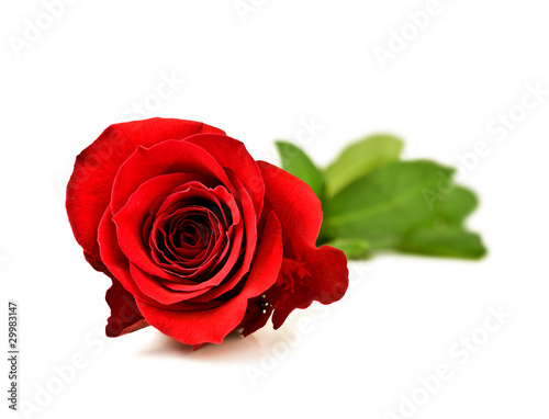 Photo: Rose Rose