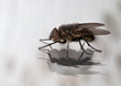 Fliegenmakro