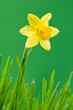 narcissus