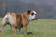 continental Bulldog Rüde
