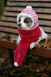 kranker Hund