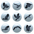 bird icons