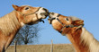 küssende Haflinger